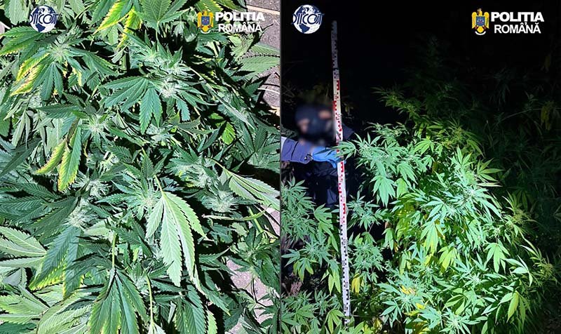 Florești: 20 de plante de canabis indisponibilizate, doi bărbați arestați preventiv după percheziții