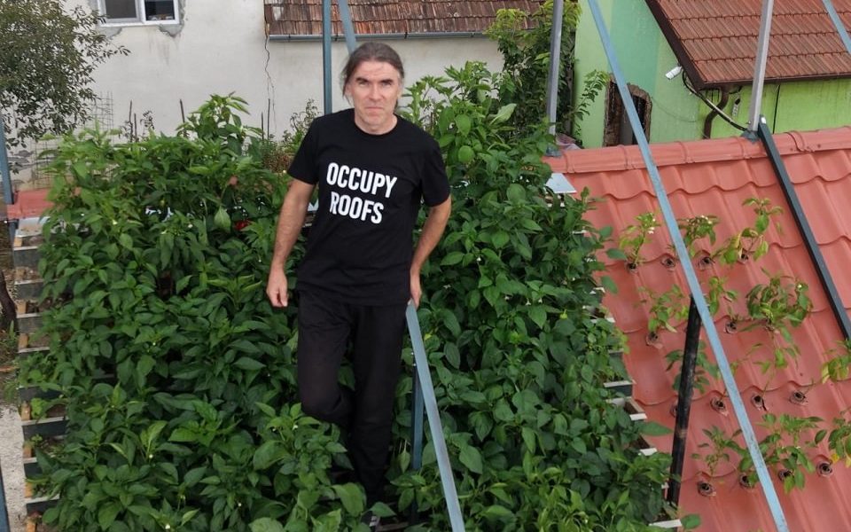Grădina neobișnuită din Cugir, unde ardeii cresc direct prin tabla acoperișului