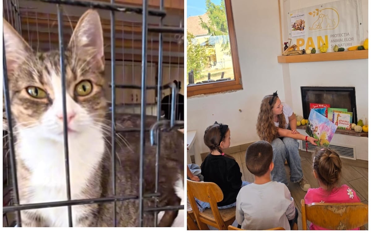 Gușterița: la Șura Culturală se adoptă pisici, șase au găsit deja familie, altele așteaptă