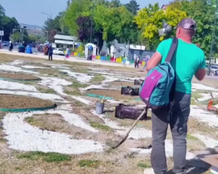 Hunedoara: EcoServ plantează din toamnă florile care vor colora orașul la primăvară