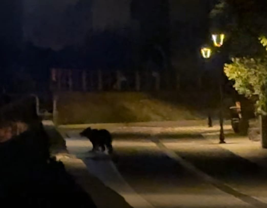 Hunedoara: ursul care a pus orașul în alertă nu a fost găsit, dar jandarmii și echipele rămân pregătite