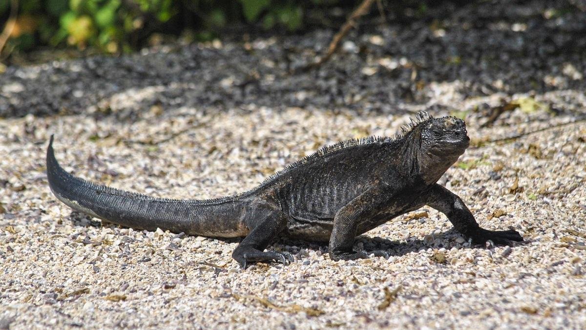 Iguanele marine din Galapagos, amenințate de fenomenul super El Niño și de traficul ilegal
