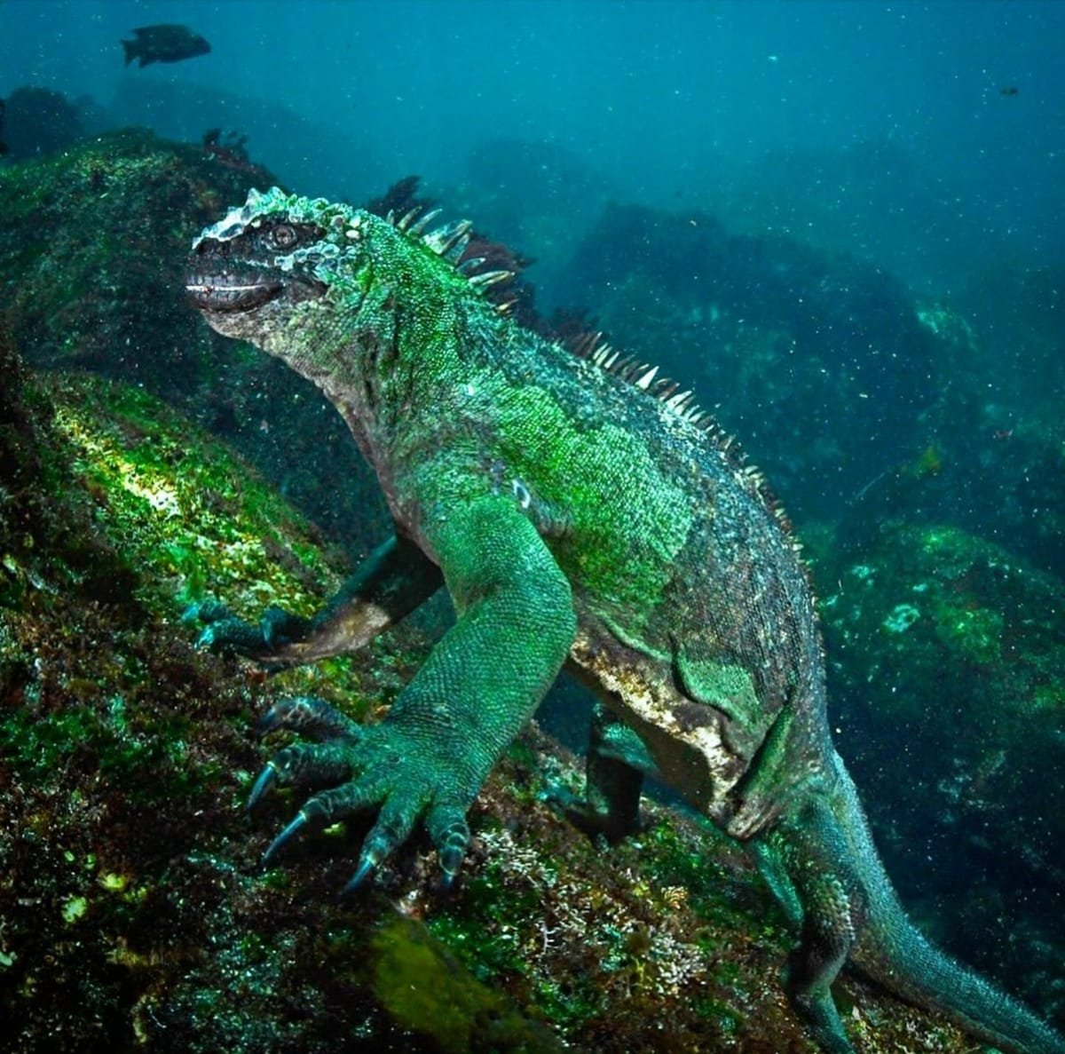 Iguanele marine din Galapagos, în pericol de fenomenul „super El Niño” și traficul ilegal