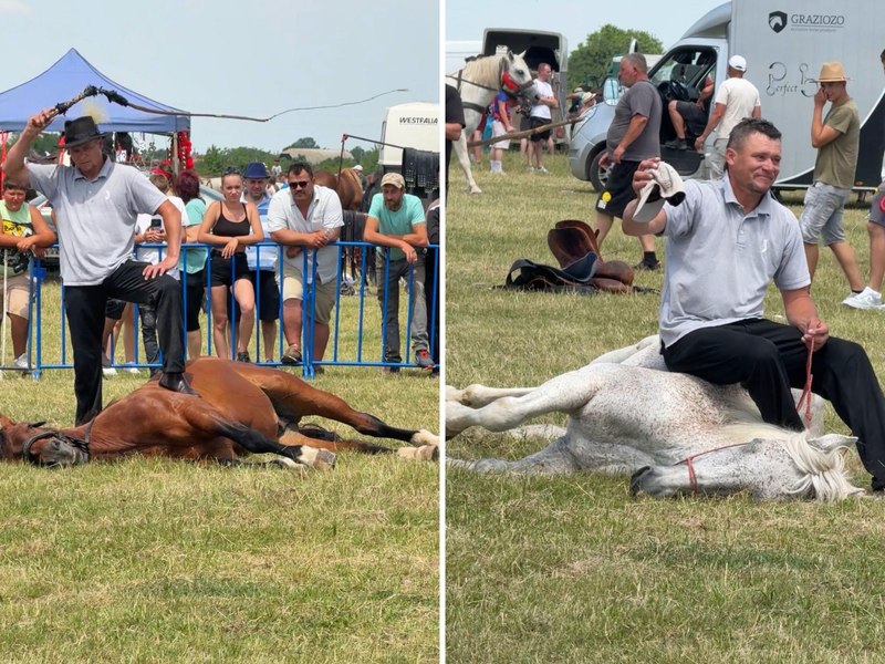 Imagini revoltătoare la un târg de cai din Satu Mare: bărbat filmat în timp ce își chinuie animalele