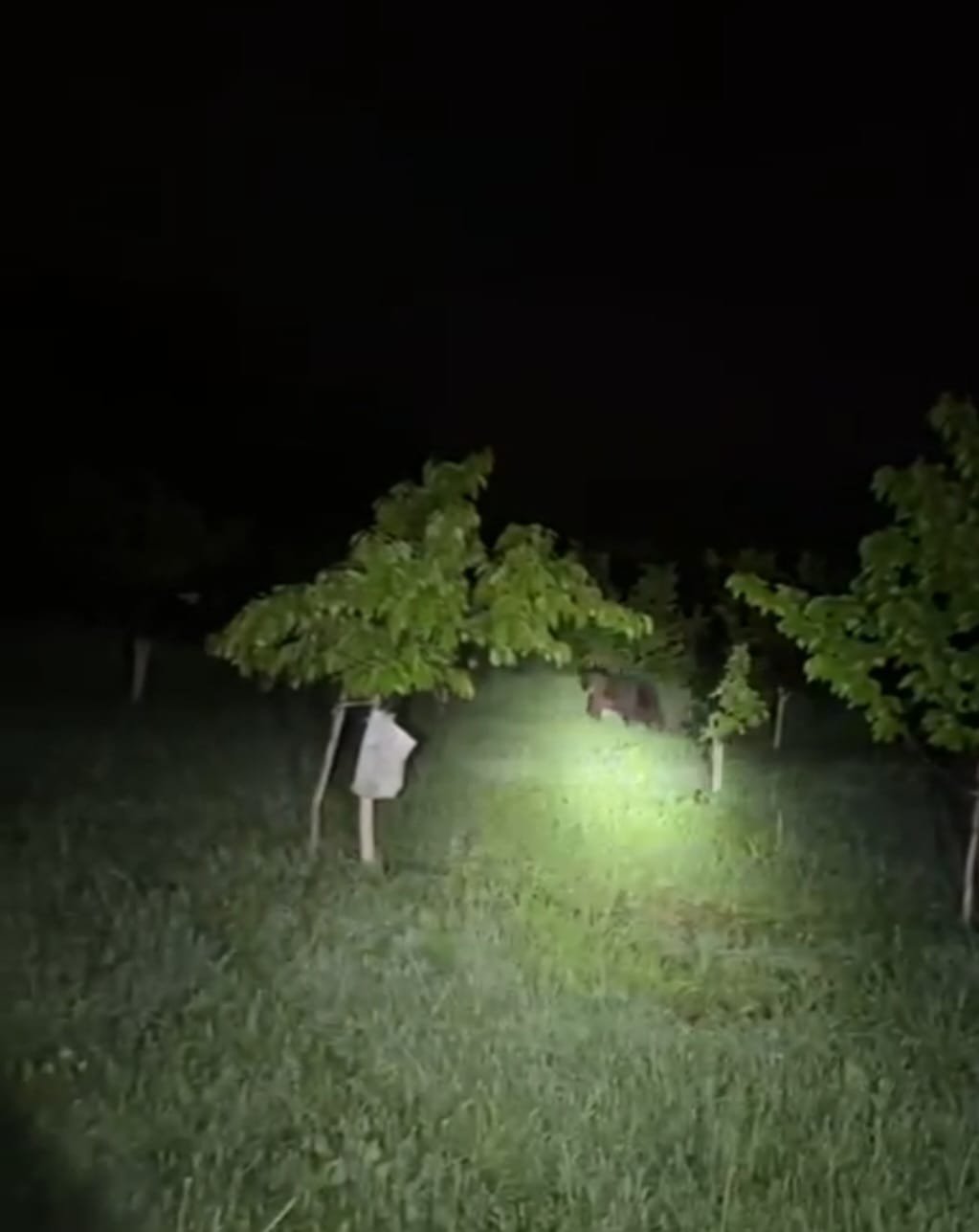 În apropierea Becleanului, un urs a fost semnalat într-o localitate; jandarmii verifică zona