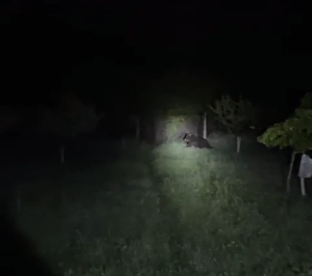 Încă un urs semnalat într-o localitate bistrițeană; jandarmii merg la fața locului