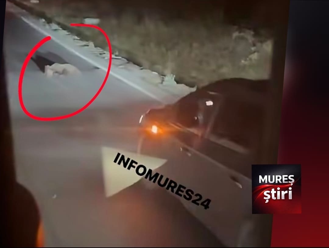 Între Găiești și Bălăușeri, pe DN13, un pui de urs a fost lovit mortal de un autoturism