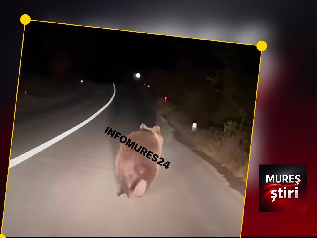 Între Sărățeni și Sovata, pe DN13A, încă un urs a fost filmat pe carosabil