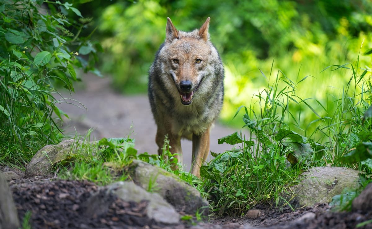 Johannismühle, Germania: fetiță de opt ani grav rănită de un lup într-un țarc pentru animale
