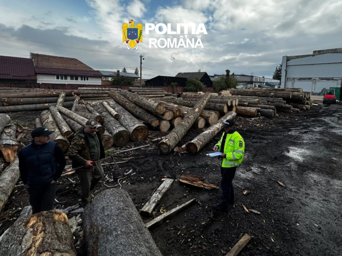 Județul Brașov: peste 240 de metri cubi de lemn confiscați de polițiști și amenzi de 72.000 de lei