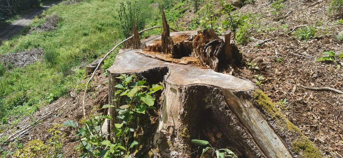 Județul Cluj: pagube de peste 1,1 milioane de lei din tăieri ilegale de lemn în trimestrul trei