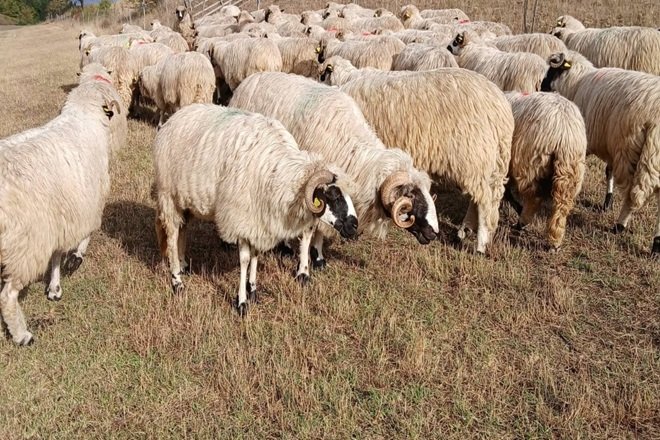 Județul Hunedoara primește 15.000 de vaccinuri pentru ovine și caprine, începe vaccinarea