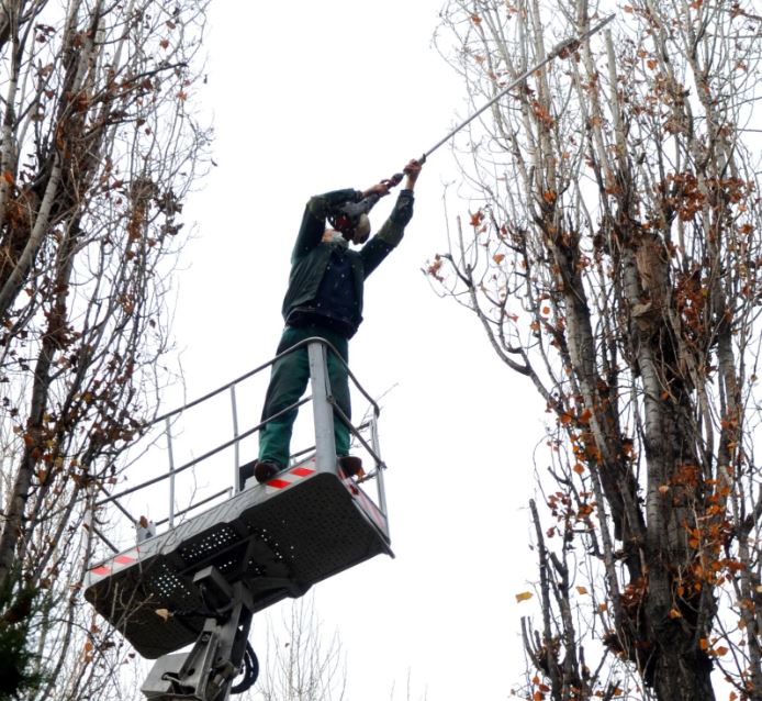 Lucrări de toaletare și doborâre a arborilor în mai multe zone din Oradea. Unde vor interveni echipele
