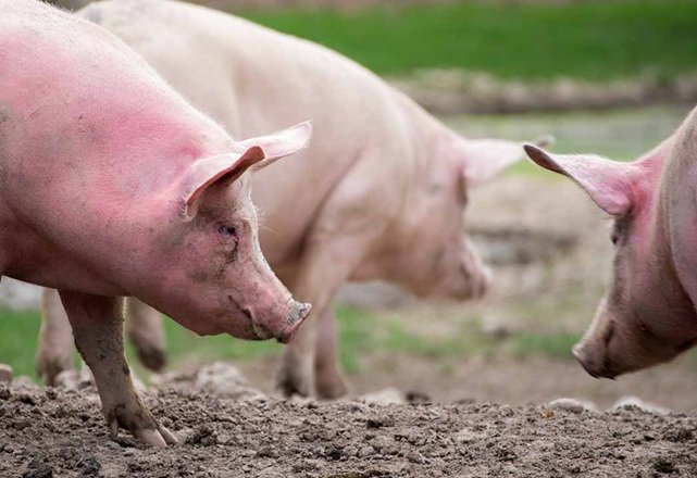 Lupeni: focar de pestă porcină africană confirmat după moartea a cinci porci, zona a fost izolată