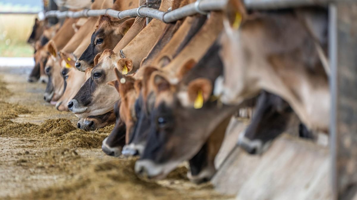 Lyon: un pacient a murit după ce a fost infectat cu virusul Shamonda, transmis de la animale la om