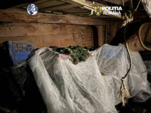 Măgureni: bărbat de 48 de ani, cercetat după ce ar fi cultivat canabis într-un lan de porumb
