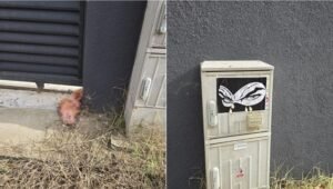 Marius Lulea reclamă o amenințare la locuință și îl acuză pe George Simion, după un cap de porc la poartă