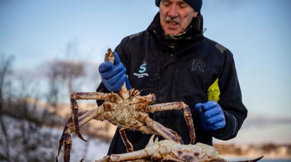 Mit sau realitate: Cât câștigă un pescar de crabi din Norvegia în patru luni?