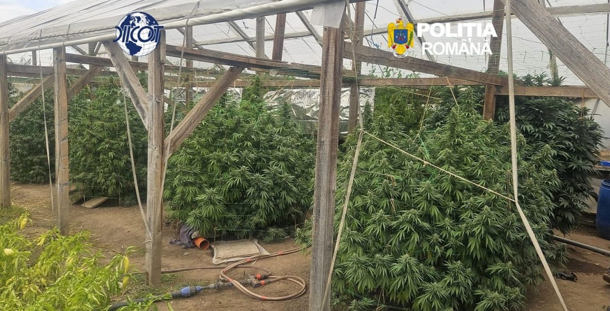 Moșnița și Periam: cultură de canabis descoperită la percheziții, cu 9.000 de euro găsiți