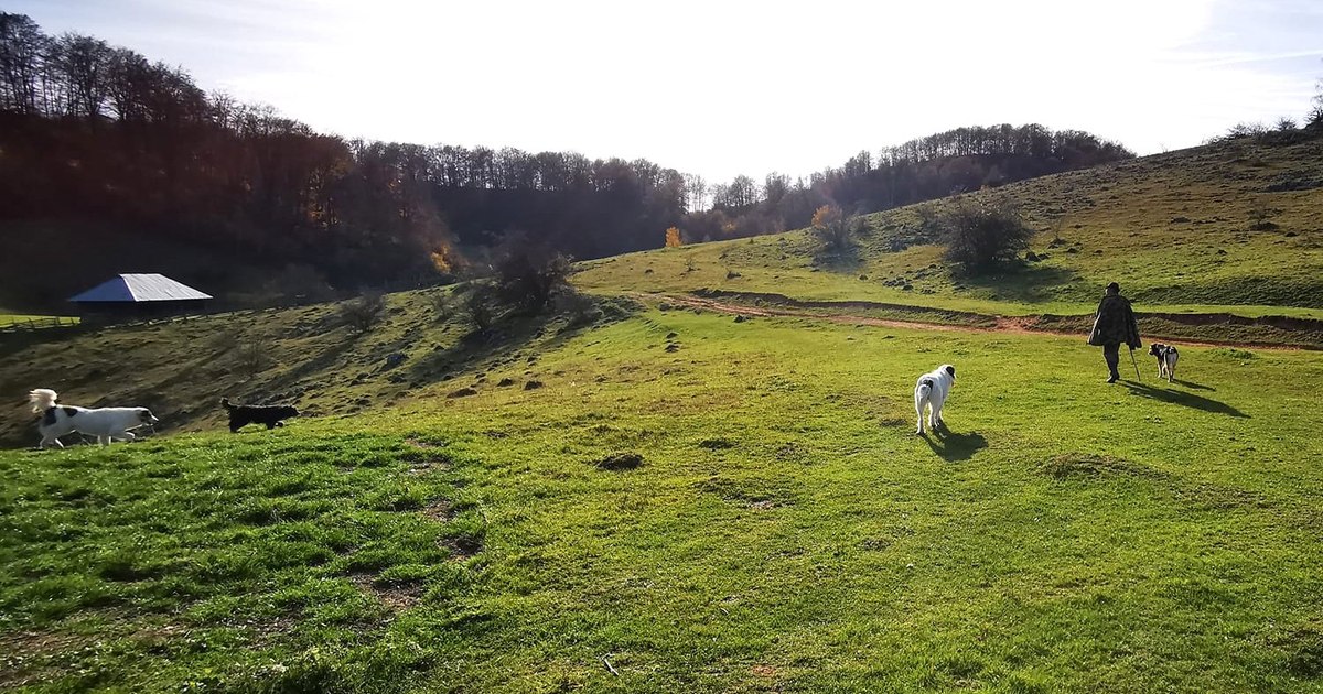 Munții Șureanu: o haită de lupi a ucis doi viței, iar trei urși au omorât încă unul
