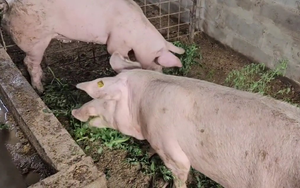 Nădlac: 34 de porci aduși ilegal din Ungaria, descoperiți de polițiști, vor fi eutanasiați și incinerați