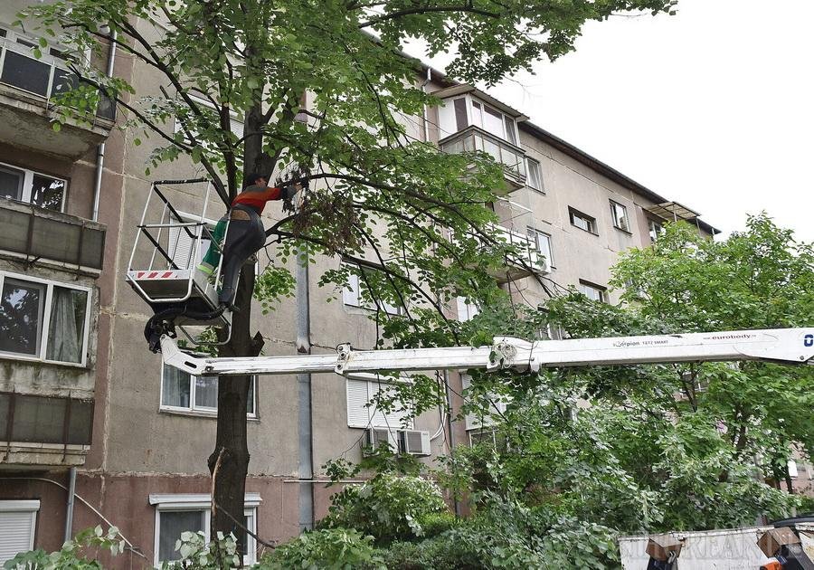 Noi toaletări de arbori în Oradea, pe străzile Menumorut și Alexandru Odobescu, marți, 20 octombrie