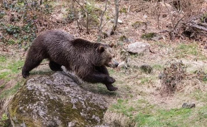 O mamă a fost sfâșiată de un urs în timp ce își ducea copilul la școală