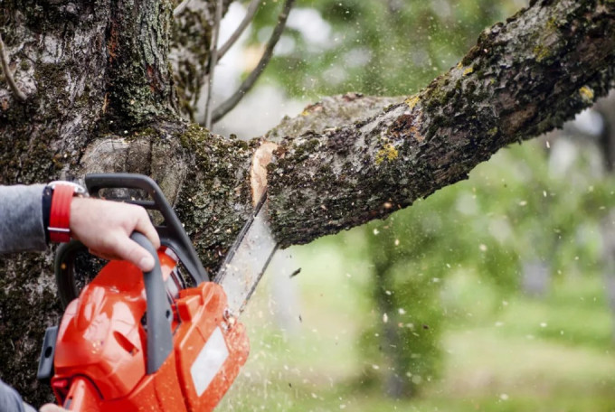 Oradea: lucrări de toaletare și doborâre a arborilor în mai multe zone, între 12 și 16 octombrie