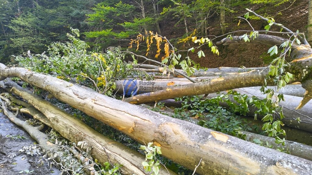 Oricine poate urmări în timp real reclamațiile privind tăierile ilegale de arbori, de la controale la amenzi