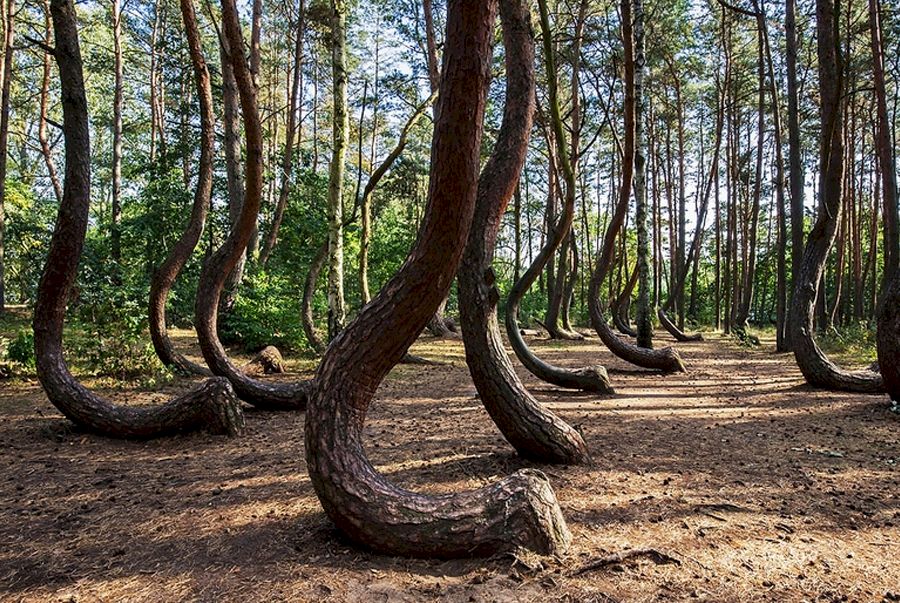Pădurea Hoia-Baciu din Cluj, pe lista National Geographic de destinații de toamnă