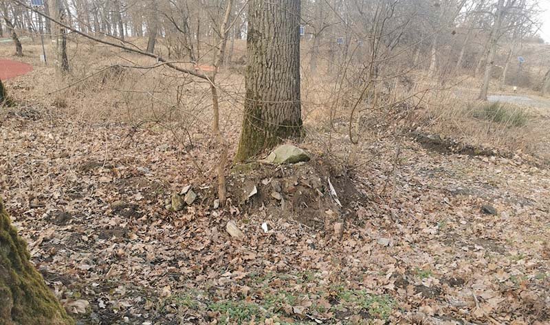 Pădurar din Șomcuta Mare, găsit mort în pădure, după ce ar fi fost atacat de un animal sălbatic