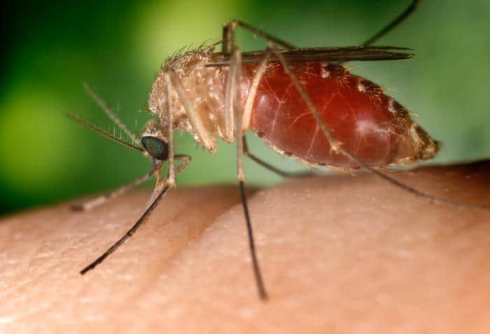 Panticeu și Cojocna: cazuri de infecție cu West Nile, locuitorii nu pot dona sânge până la 31 octombrie