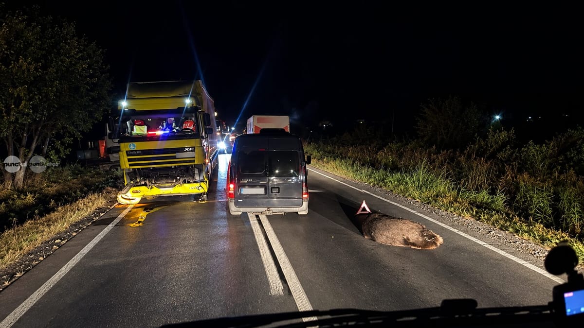 Pe drumurile din Mureș, șapte urși au fost uciși de mașini și trenuri, tot mai multe accidente