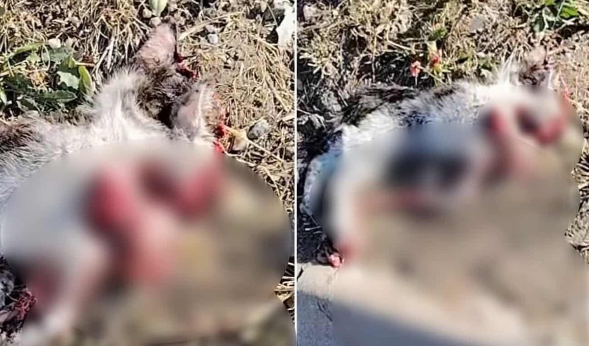 Pe strada Cetății din Florești, o pisică a fost lovită mortal de o mașină