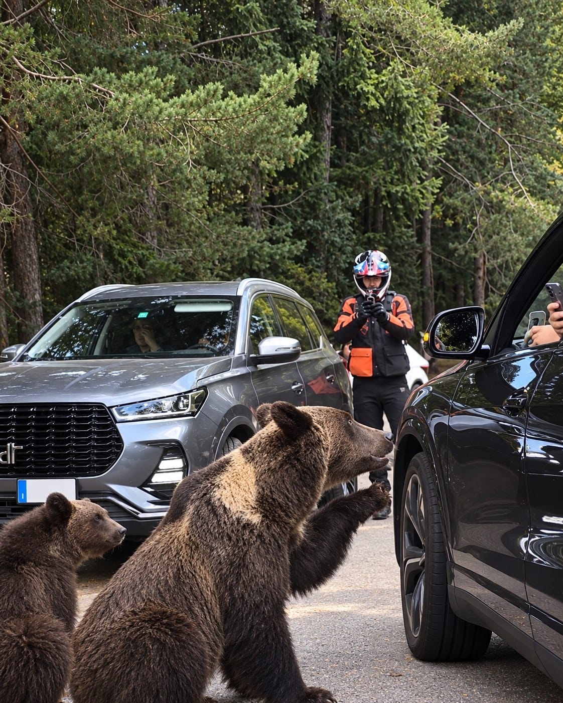 Pe Transfăgărășan, o ursoaică s-a repezit spre mașina unui turist polonez care îi oferea hrană din mână