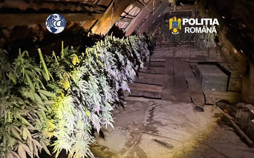 Pianu: două persoane reținute de DIICOT pentru trafic de canabis, după șapte percheziții