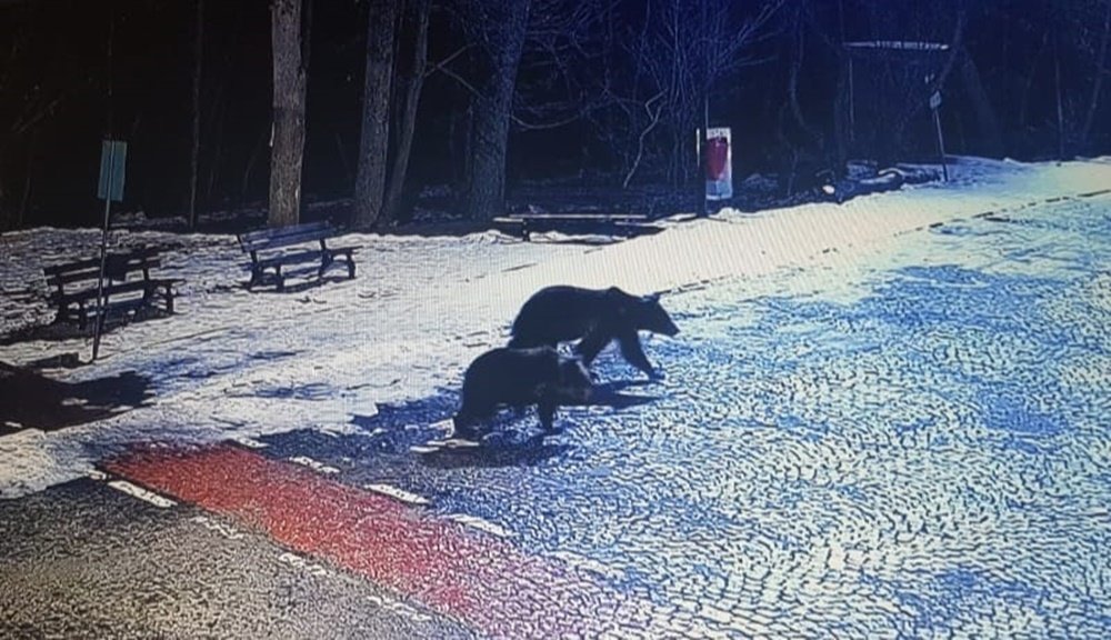 Populațiile de vertebrate sălbatice au scăzut cu 73% între 1970 și 2022, arată WWF