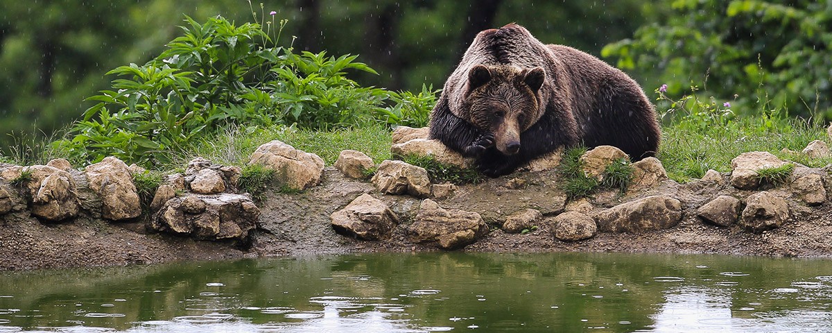 Primăria Hoghiz a emis alertă de pericol de urs după atacul mortal din Cuciulata. Localnicii, sfătuiți să evite extravil