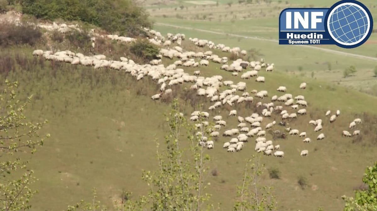 Primele vaccinuri pentru ovine au ajuns în țară, iar MAI avertizează asupra manipulării fermierilor