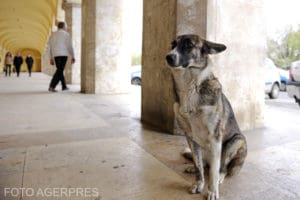 Protest organizat de Federația Împreună pentru Animale şi peste 70 de ONG-uri din toată țara