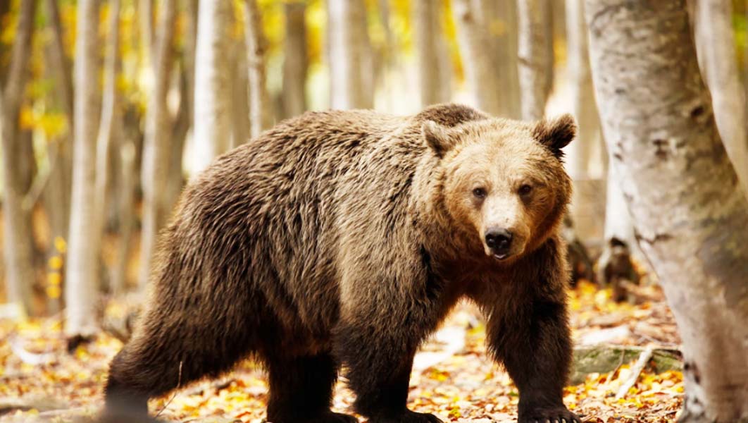 Pui: bărbat atacat de trei urși în satul Federi, scăpat cu viață după intervenția turiștilor