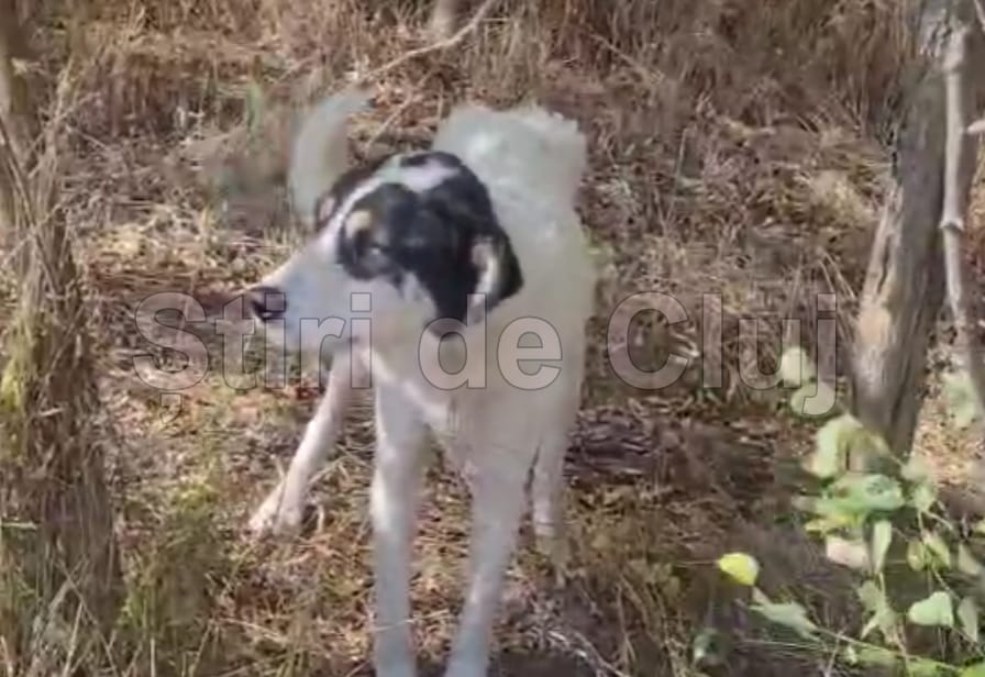 Pui de cățel găsit legat cu sârmă în afara unei localități din Cluj, spre pădure