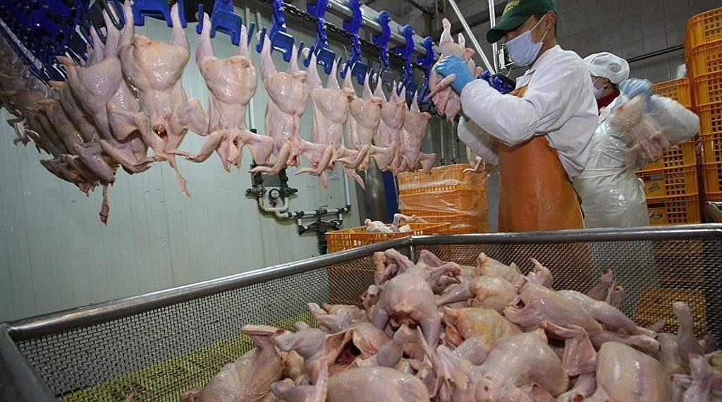 Puii spălați în clor: sute de mii de pui îngrămădiți în depozite mici, contaminați cu patogeni periculoși