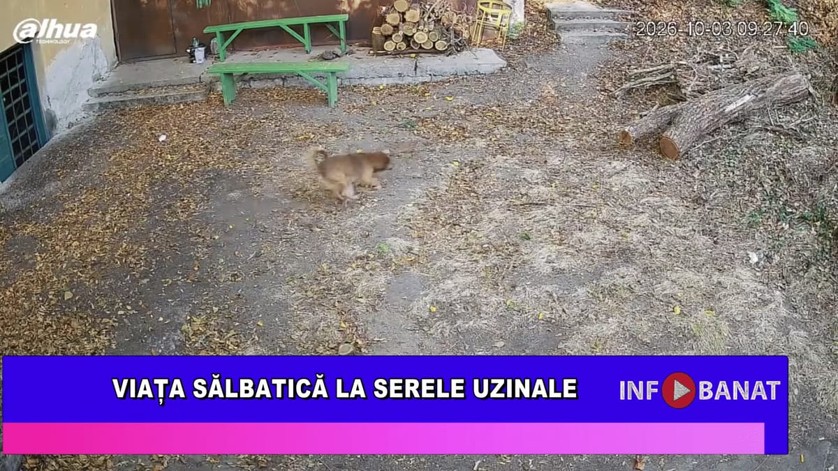 Reșița: Serele Uzinale au devenit adăpost pentru păsări, veverițe și vulpi, surprinse de camere