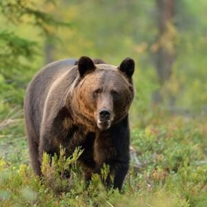 Rodna: un urs și-a făcut apariția pe o stradă din localitate, jandarmii verifică zona