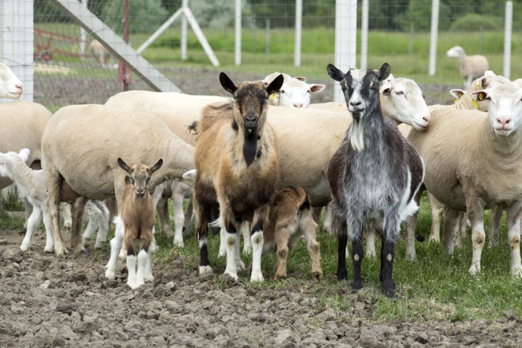 România și Libia au semnat șase certificate sanitar-veterinare pentru exportul de carne