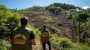 Rusca Montană: 7,5 hectare dintr-o pădure seculară au fost tăiate la ras, Greenpeace cere anchetă