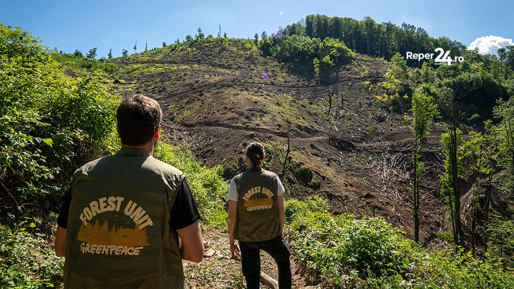 Rusca Montană: 7,5 hectare dintr-o pădure seculară au fost tăiate la ras, Greenpeace cere anchetă