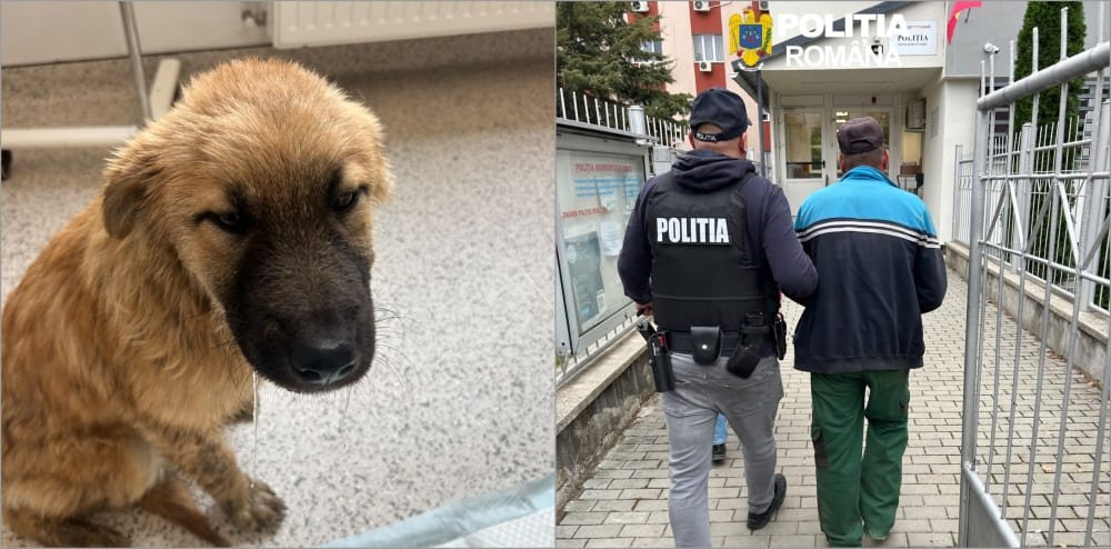 Sadu: bărbat de 47 de ani, reținut pentru schingiuirea animalelor după ce un câine a fost găsit într-un sac