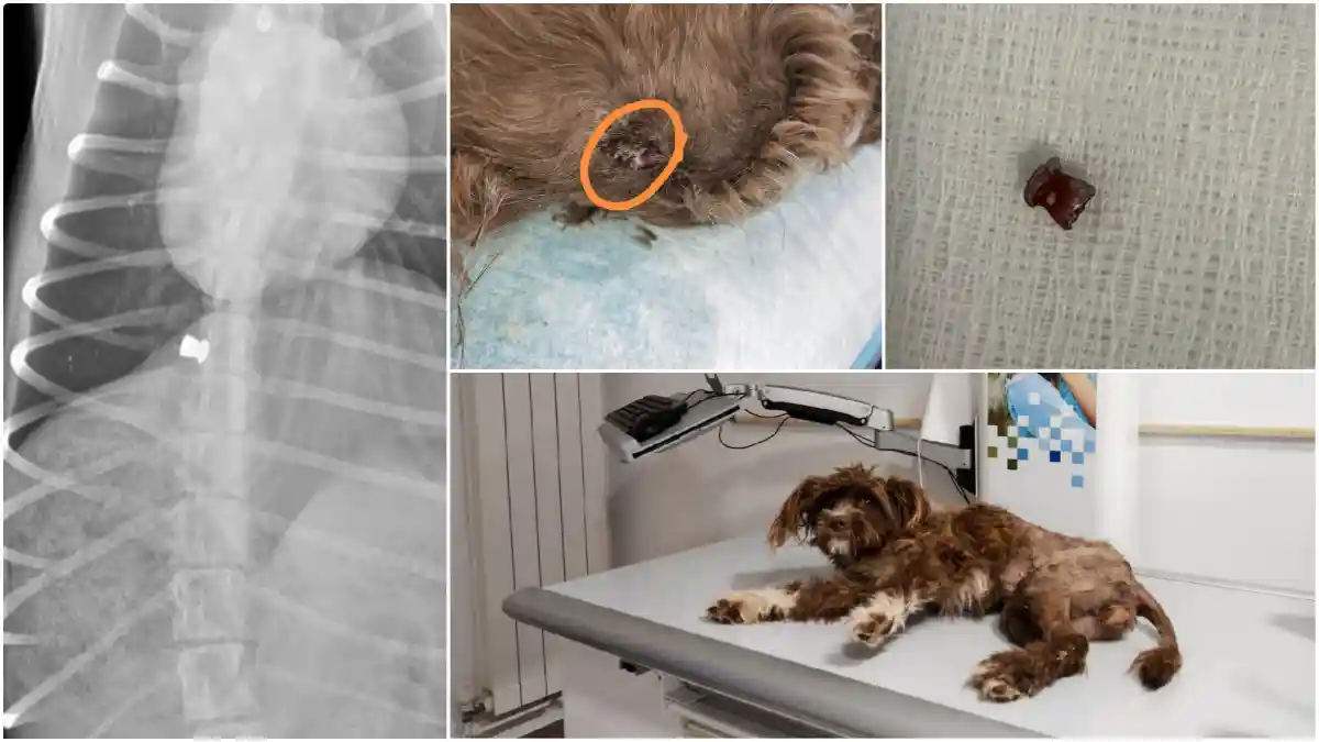 Sebeș: cățelușă împușcată în coloană, rănită grav și incapabilă să își miște picioarele din spate
